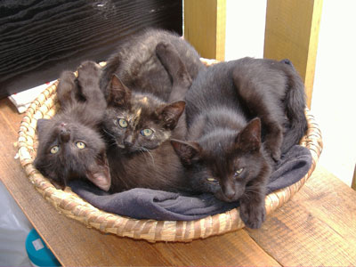 foto k příspěvku  od Tweety