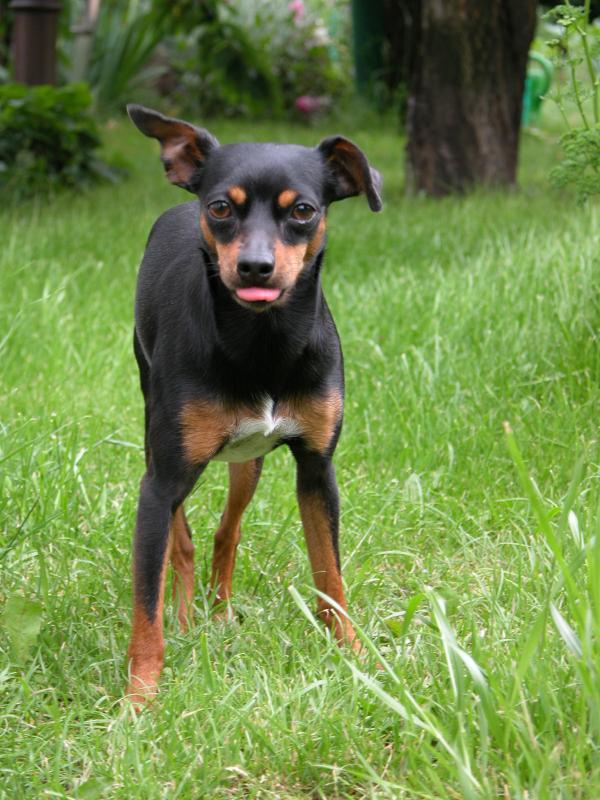 foto k příspěvku  od Dwarf