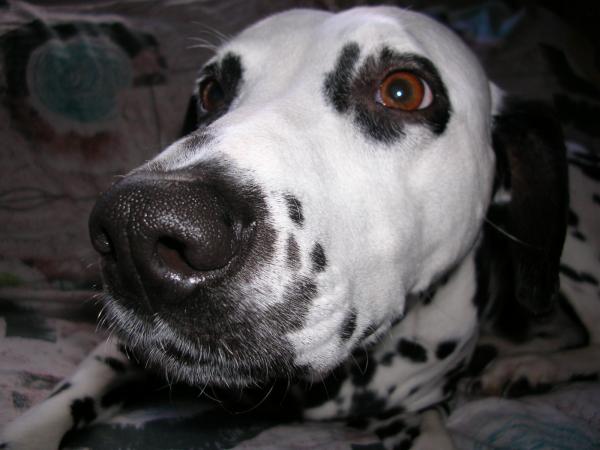 foto k příspěvku  od Beky