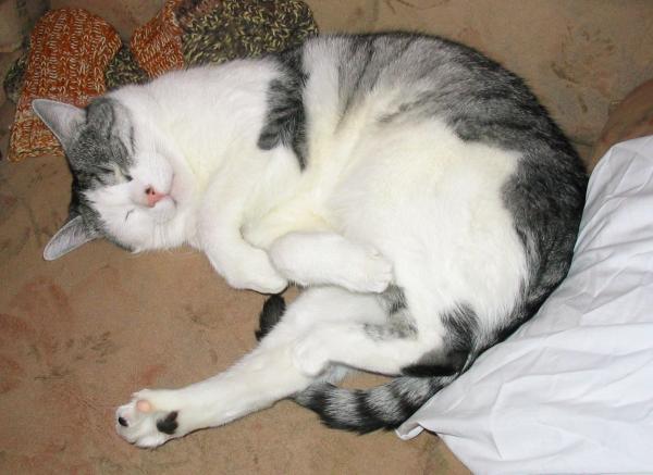 foto k příspěvku  od Magic