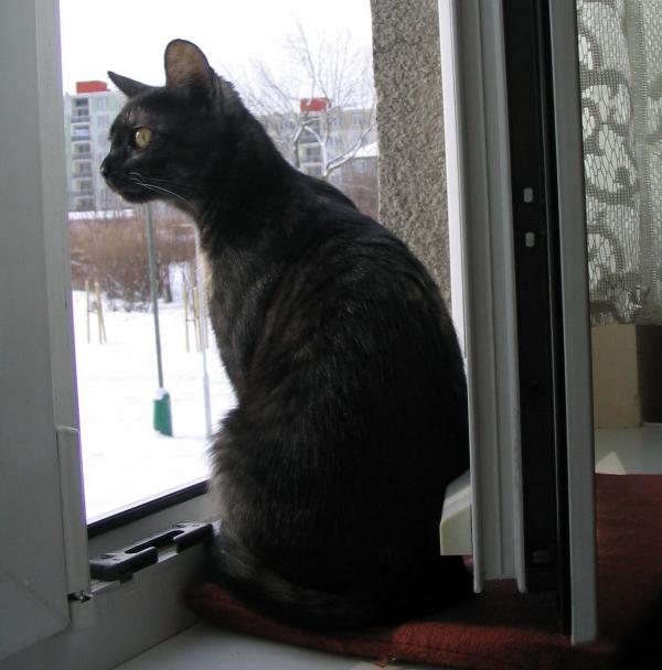 foto k příspěvku  od Magic