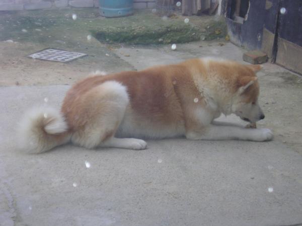 foto k příspěvku  od MiraF