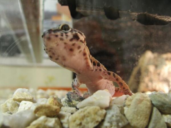 foto k příspěvku  od Proffesor_W