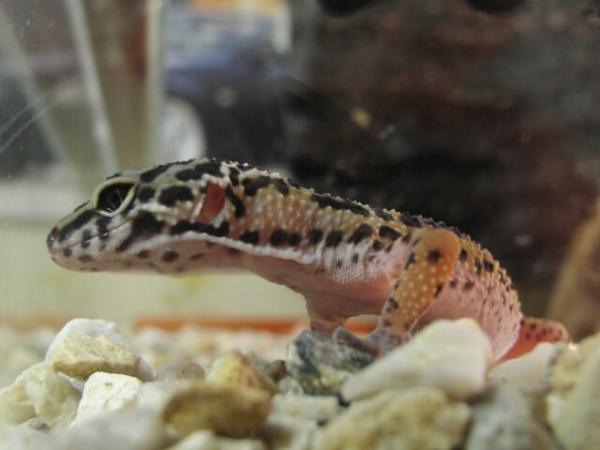 foto k příspěvku  od Proffesor_W