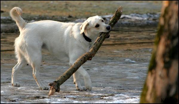 foto k příspěvku  od Pivson