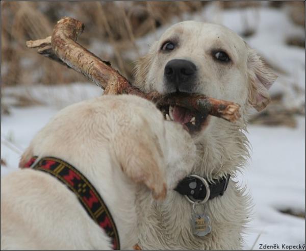 foto k příspěvku  od Pivson