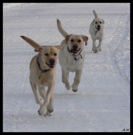 foto k příspěvku  od Pivson