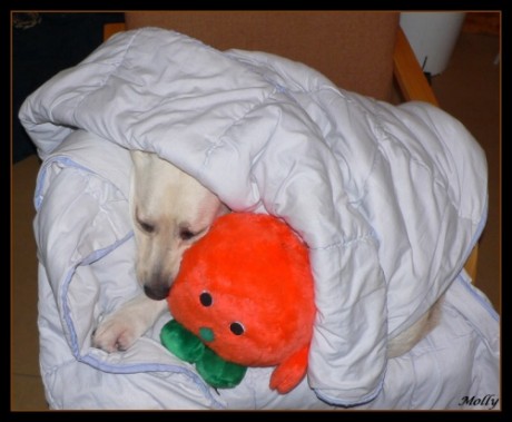 foto k příspěvku  od Pivson