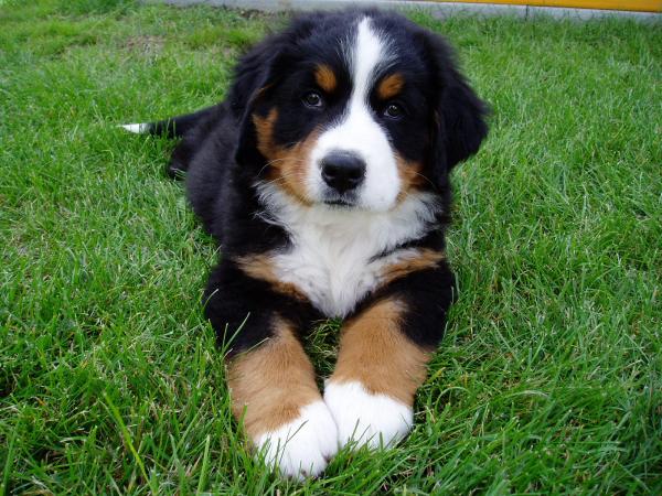 foto k příspěvku  od DITR