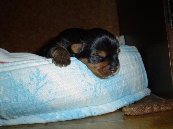 foto k příspěvku  od Thullo