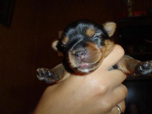 foto k příspěvku  od Thullo