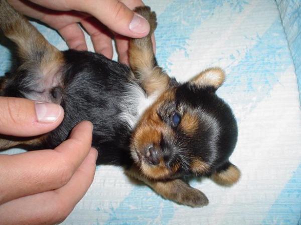 foto k příspěvku  od Thullo