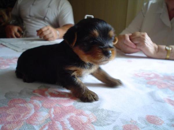 foto k příspěvku  od Thullo