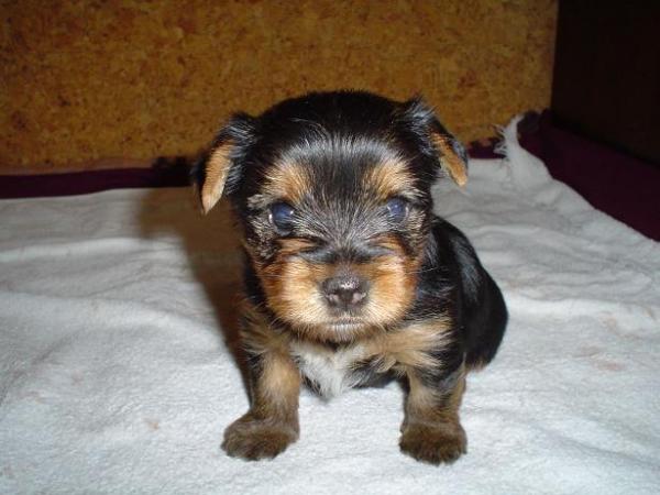 foto k příspěvku  od Thullo