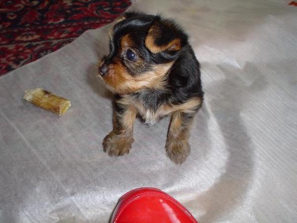 foto k příspěvku  od Thullo