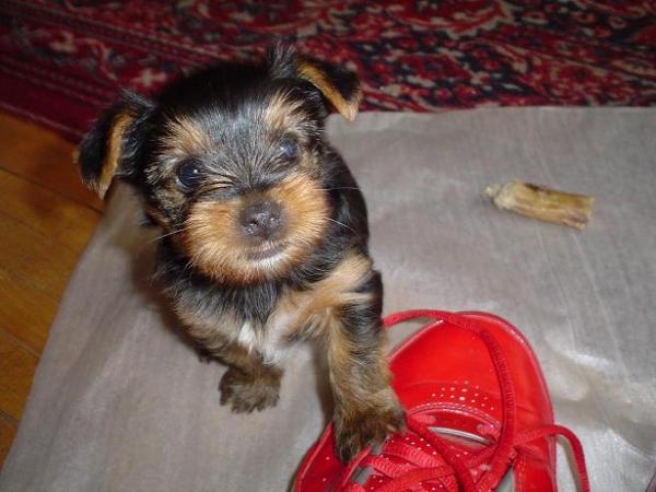 foto k příspěvku  od Thullo