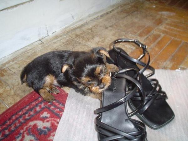 foto k příspěvku  od Thullo