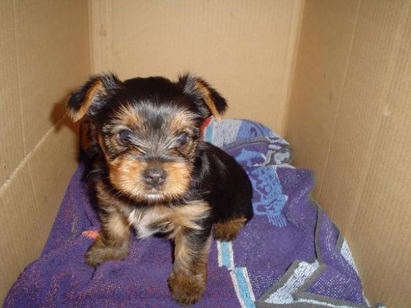 foto k příspěvku  od Thullo