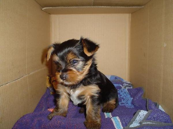 foto k příspěvku  od Thullo