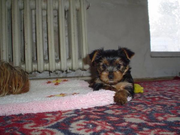 foto k příspěvku  od Thullo