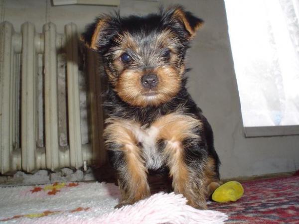 foto k příspěvku  od Thullo