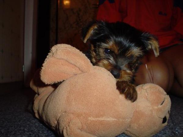 foto k příspěvku  od Thullo