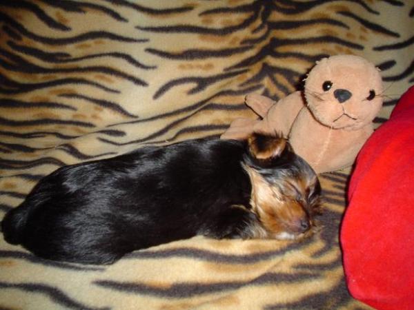 foto k příspěvku  od Thullo