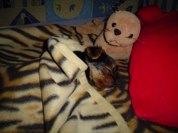 foto k příspěvku  od Thullo