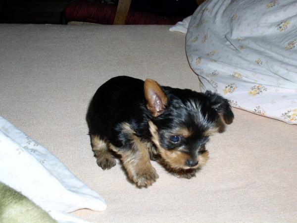 foto k příspěvku  od georgem3