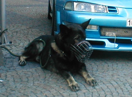 foto k příspěvku  od Kapka