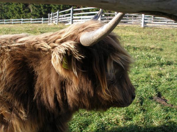 foto k příspěvku  od Mišell