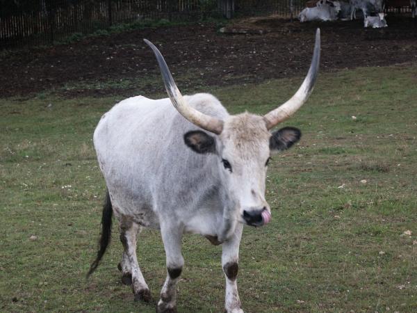 foto k příspěvku  od TAZZZZ