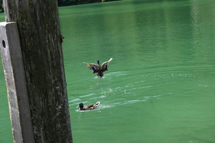 foto k příspěvku  od Smrada