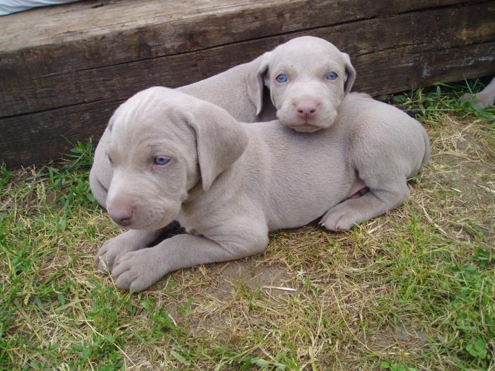 foto k příspěvku  od Johan-VVTi