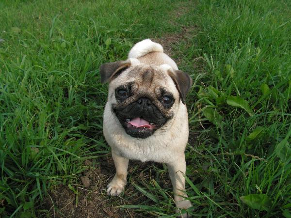 foto k příspěvku  od Peppino