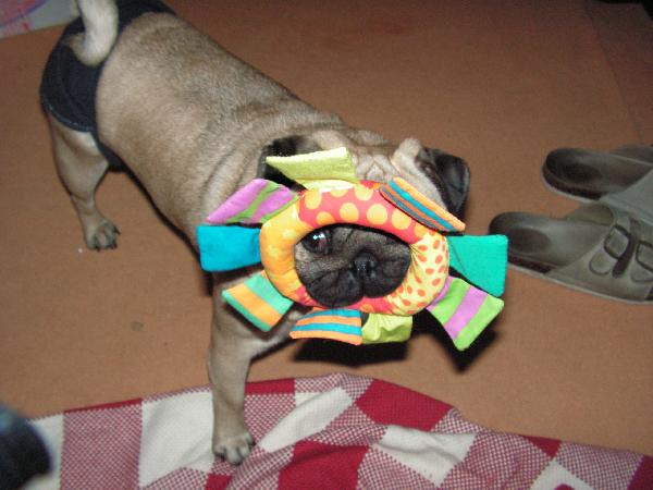 foto k příspěvku  od Peppino