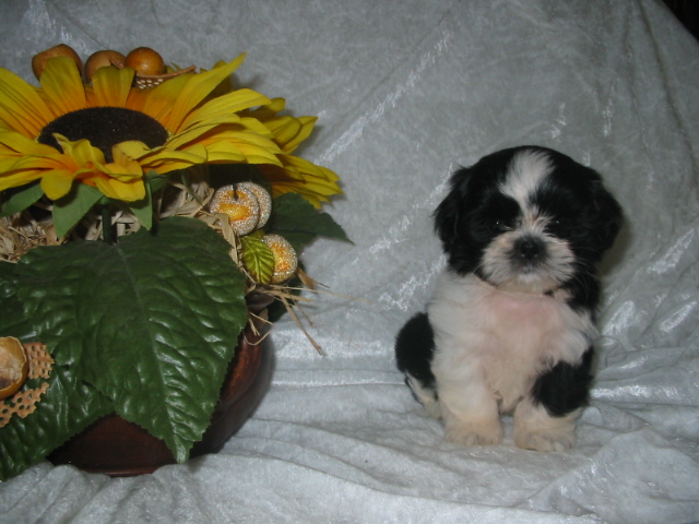 foto k příspěvku  od JuiGin