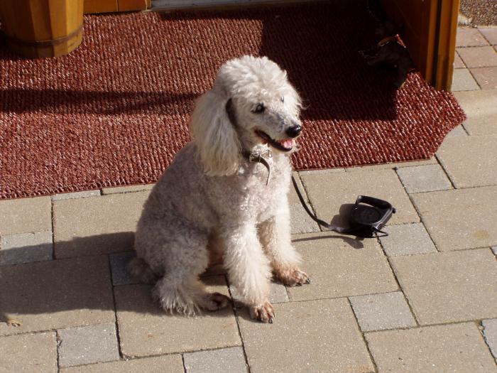 foto k příspěvku  od Tomas