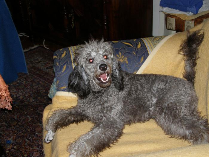 foto k příspěvku  od Tomas