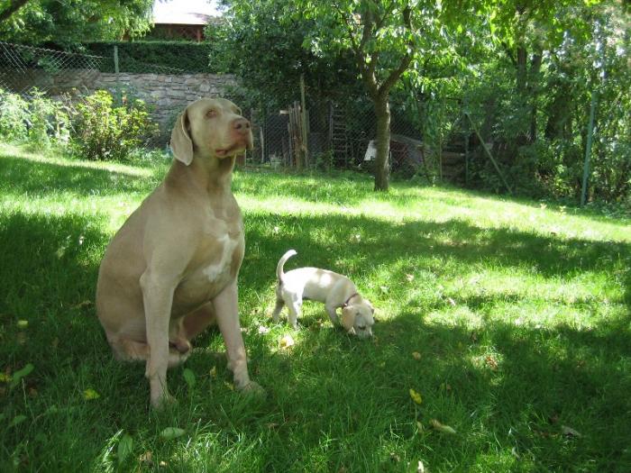 foto k příspěvku  od Francouz