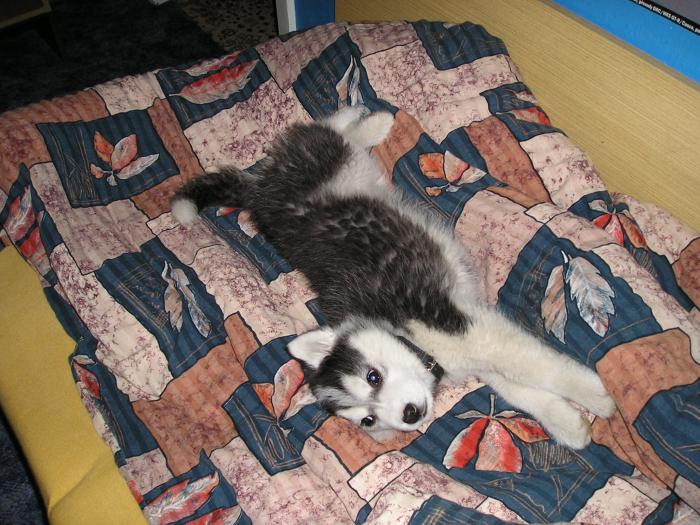 foto k příspěvku  od Piskoteek