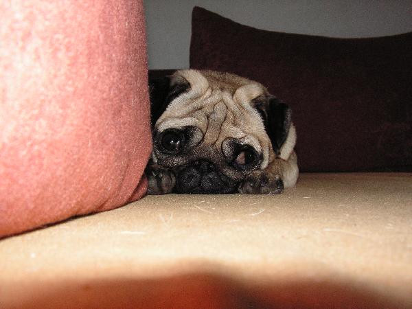 foto k příspěvku  od EFCA