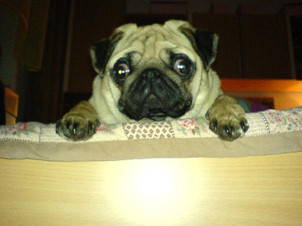 foto k příspěvku  od EFCA