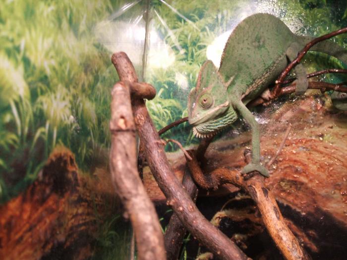 foto k příspěvku  od Piskoteek