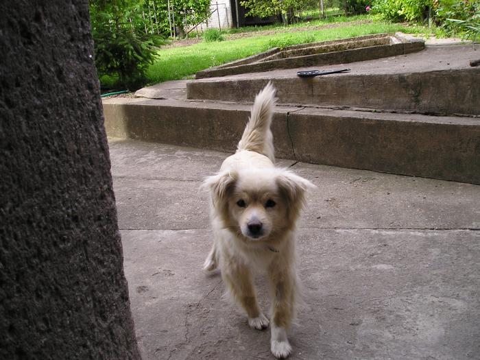 foto k příspěvku  od Piskoteek