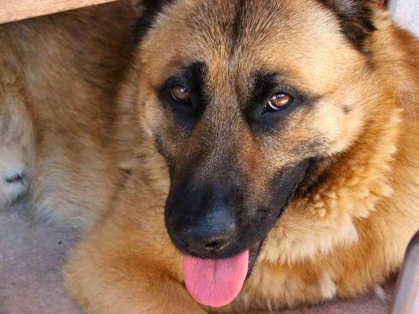 foto k příspěvku  od Crimson