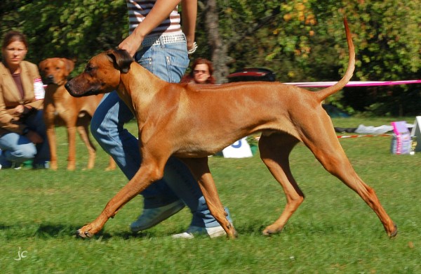 foto k příspěvku  od Paczqo