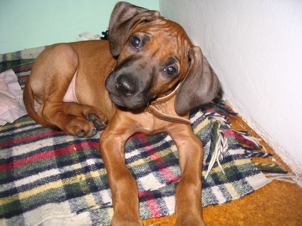 foto k příspěvku  od Paczqo