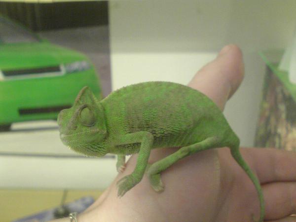 foto k příspěvku  od Piskoteek