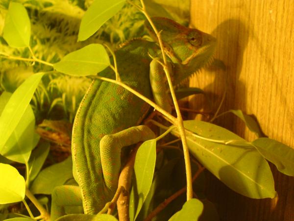 foto k příspěvku  od Piskoteek